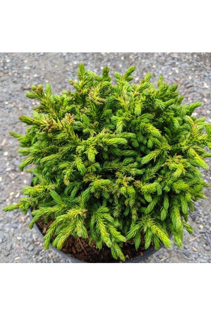 Криптомерія японська Грін Перл опис